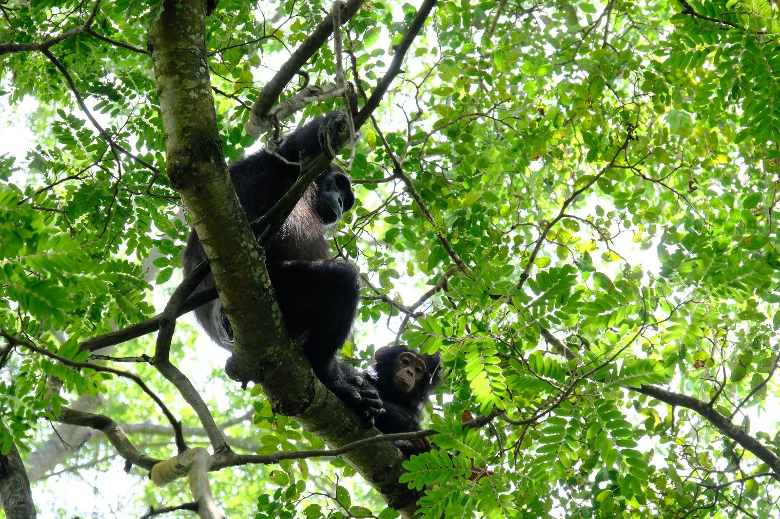 Mahale Chimpanzee