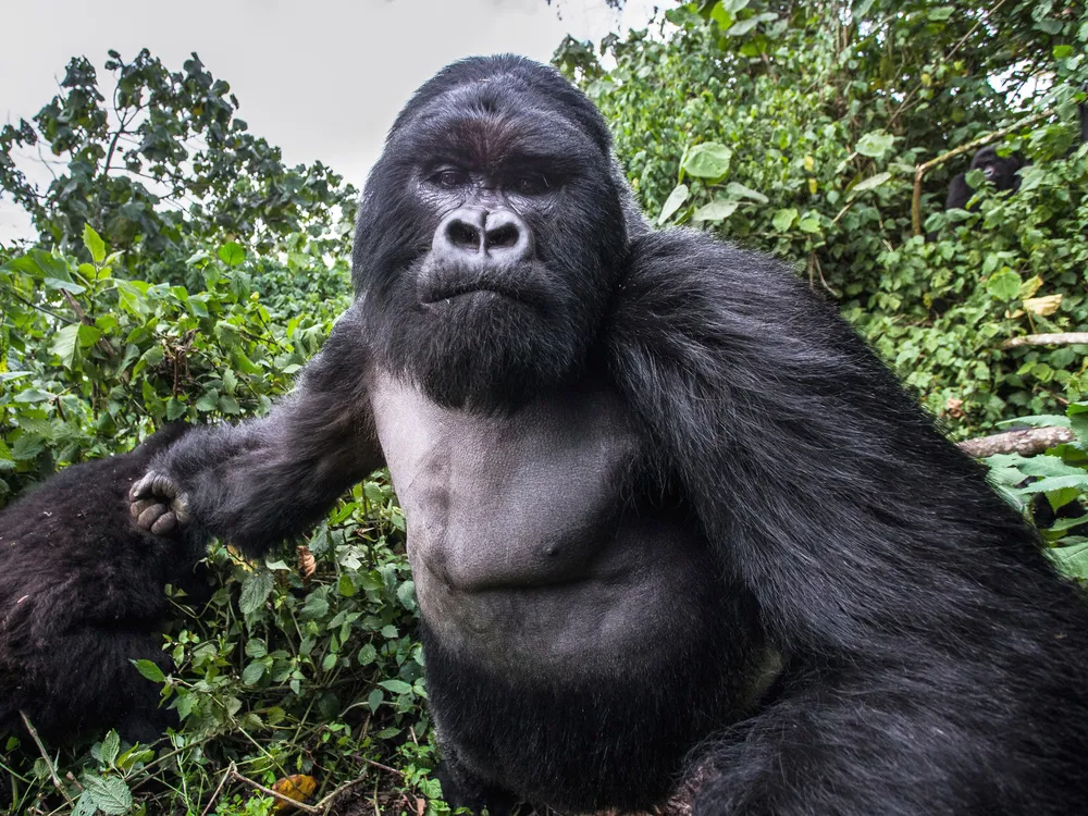 Gorilla Trekking From Arusha