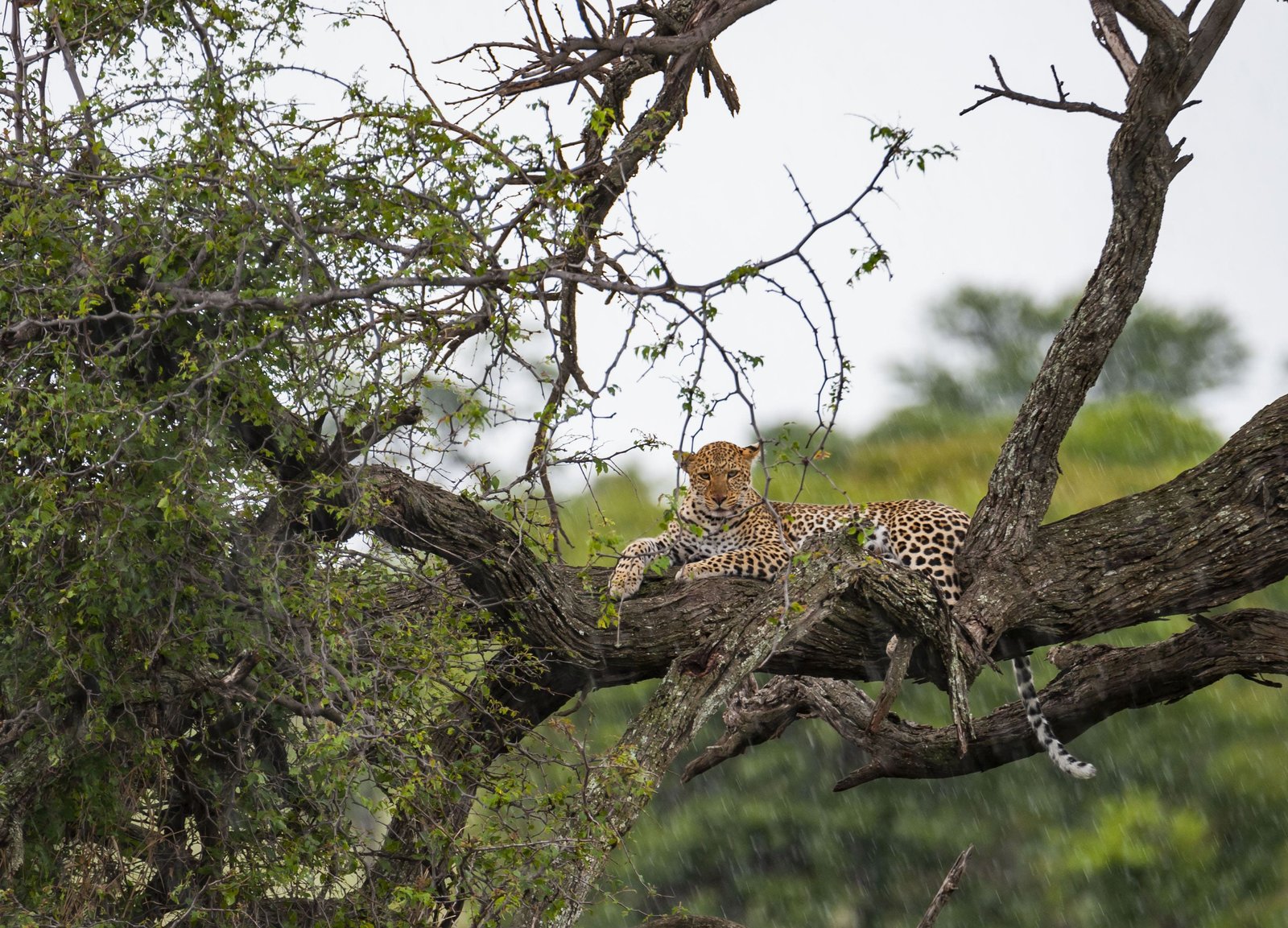 cultural Safari