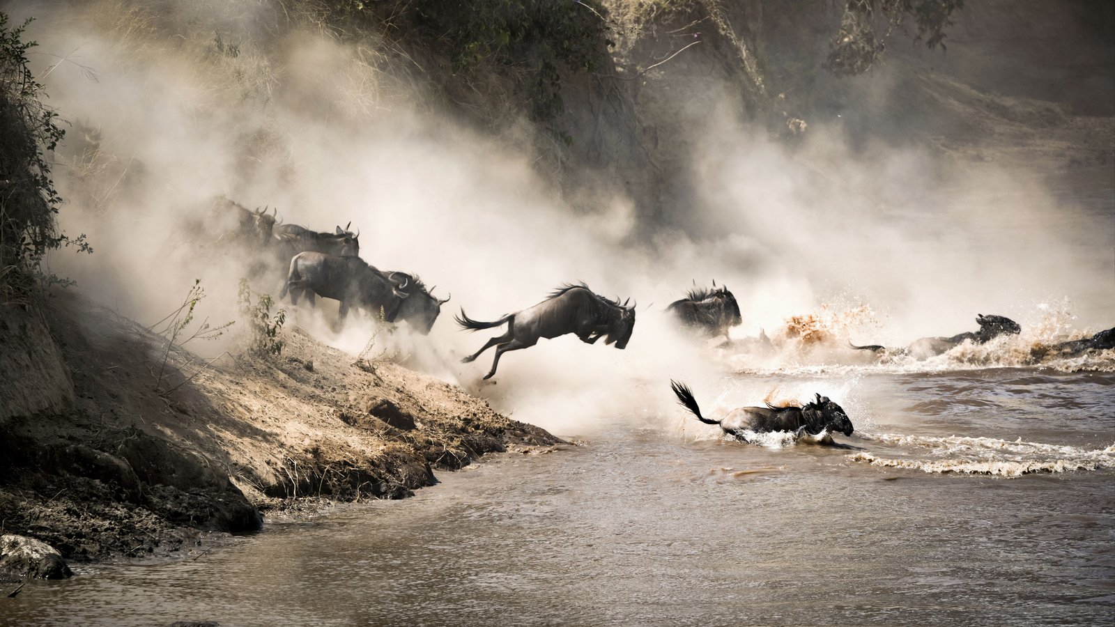 Wildebeest