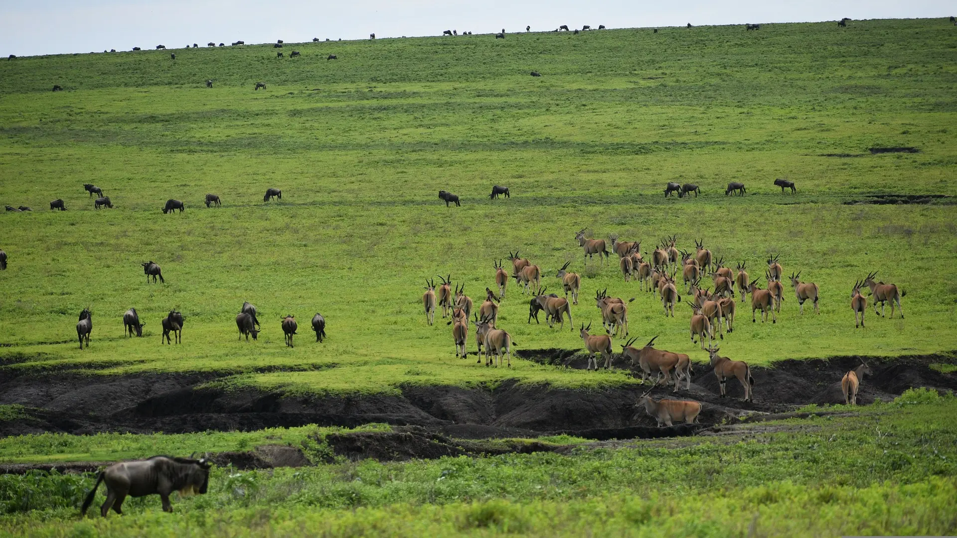 Big five Tanzania Safari